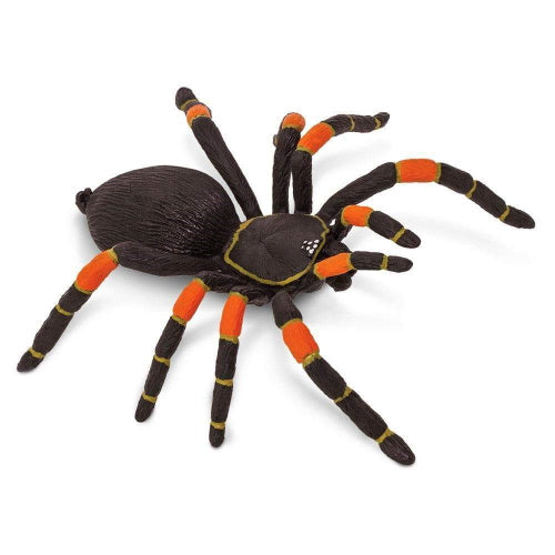 Orange-Kneed Tarantula Model