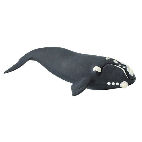 Right Whale Model
